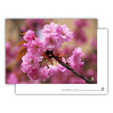 Postkarte | Japanische Blütenkirsche